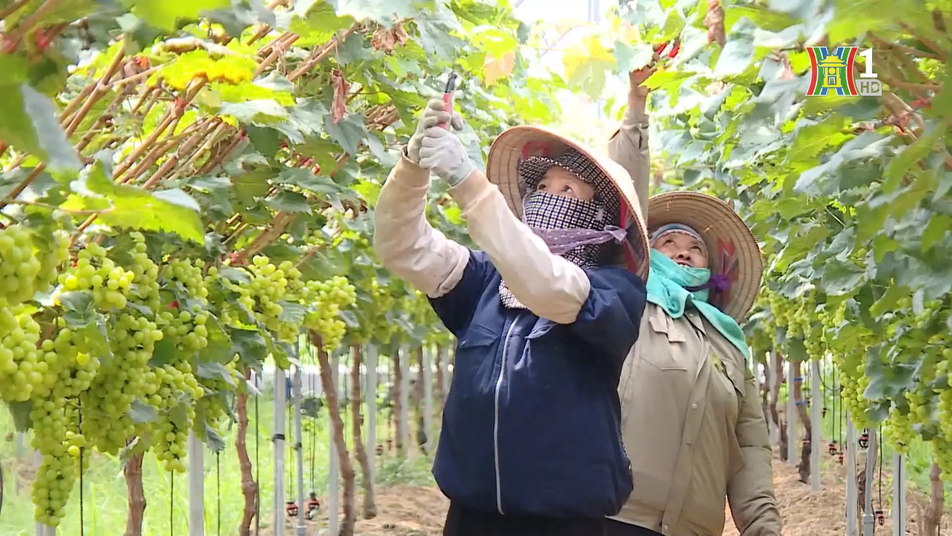 Người tìm hướng phát triển nông nghiệp bền vững  | Người tốt quanh ta | 27/10/2025